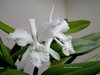 Cattleya 'Gontrode'